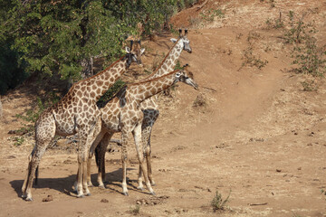Giraffe / Giraffe / Giraffa Camelopardalis