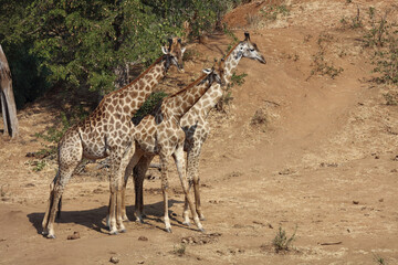 Giraffe / Giraffe / Giraffa Camelopardalis
