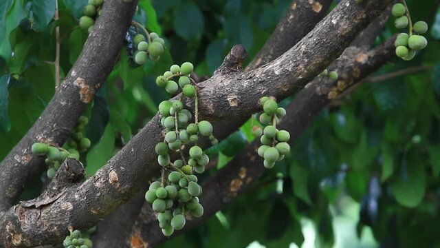 The tree branch with bunch or raw Lansium parasiticum, commonly known as Langsat, Lanzones, Longkong in English, or Duku in Indonesian