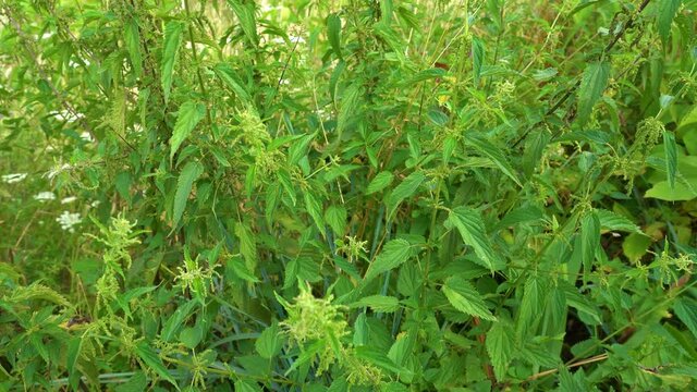 Closeup view 4k video of green fresh nettle plant growing outside.