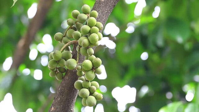 Raw Lansium parasiticum, commonly known as Langsat, Lanzones, Longkong in English, or Duku in Indonesian