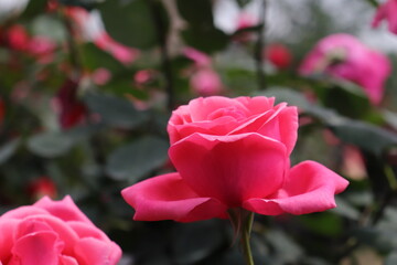Close up view of beautiful pink rose in a garden with blurred background