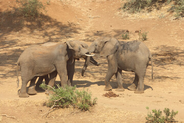 Fototapeta premium Afrikanischer Elefant / African elephant / Loxodonta africana