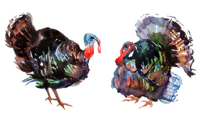 rooster isolated on white