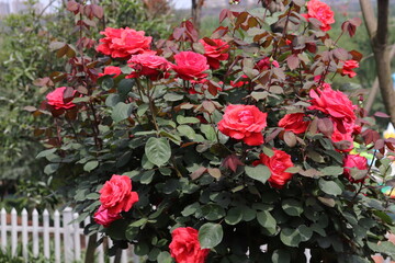 beautiful landscape of a bush of colorful red and pink roses in a garden with clear sky background