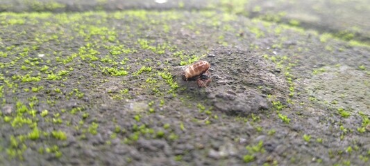 animal, forest, wild, animals, rodent