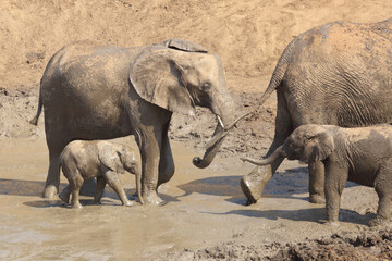 Fototapeta premium Afrikanischer Elefant im Mphongolo River/ African elephant in Mphongolo River / Loxodonta africana.