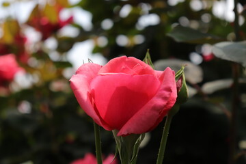Close up view of beautiful pink rose in a garden with blurred background