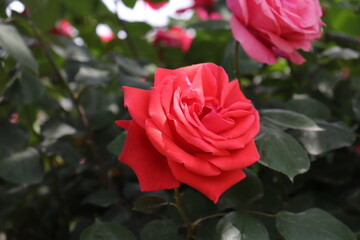 close up view of beautiful  red rose