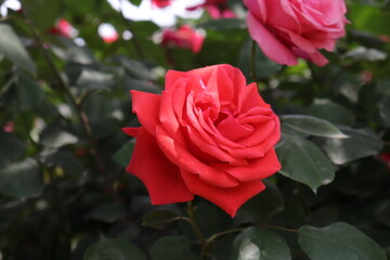 close up view of beautiful  red rose