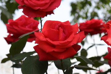 close up view of beautiful  red rose