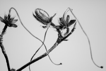 seed pods