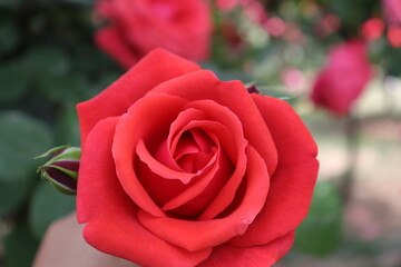 close up view of beautiful  red rose