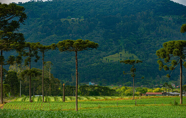 Fototapeta na wymiar .Agricultural corn plantation