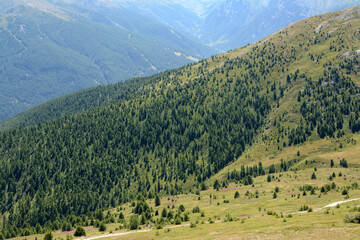 Fototapeta na wymiar Immense pine forest on the Piedmont Alps in Val di Susa.