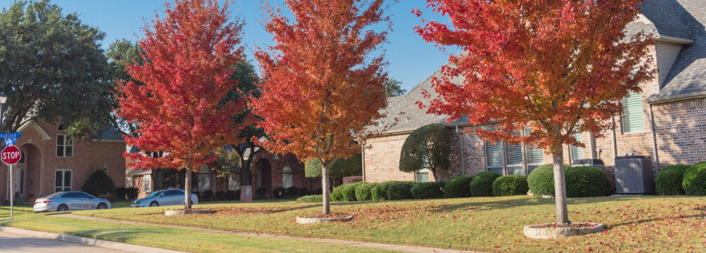 Panoramic View Colorful Red Maple Trees Near Two Story Houses In Suburbs Dallas, Texas, America