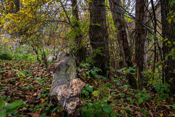 A log in an autumn forest. Picture from Scania county, Sweden
