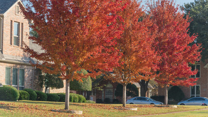 Beautiful fall foliage from row of red maple trees near new house in suburbs Dallas, Texas, America
