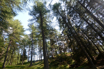 Fototapeta premium Immense pine forest on the Piedmont Alps in Val di Susa.