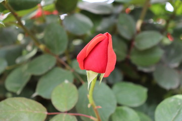 Obraz premium close up view of beautiful red rose