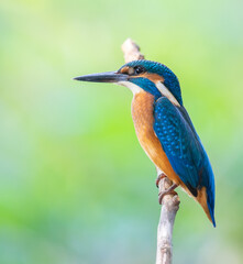 Common kingfisher, Alcedo atthis. The bird sits above a shallow river on a old branch
