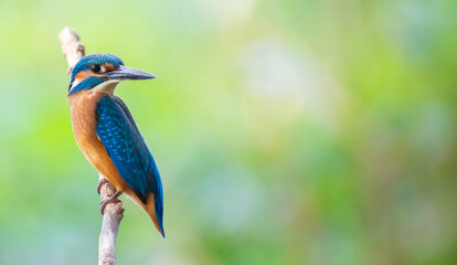 Common kingfisher, Alcedo atthis. The bird sits above a shallow river on a old branch