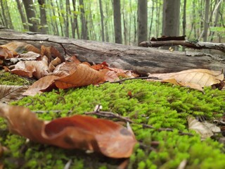 stump in the forest