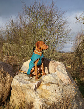 Hungarian Vizsla In A Blue Poncho Sits On A Huge Stone And Looks To The Right               