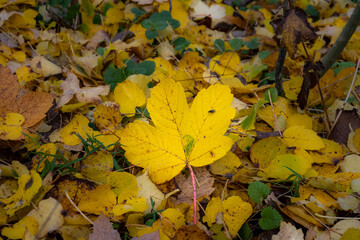 Beautiful yellow, red and orange autumn leaves on the ground. Picture from Scania county, southern Sweden