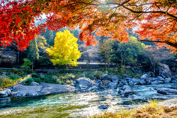 Naklejka na ściany i meble 【東京都】御岳渓谷の渓流と紅葉