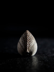 seashell on black