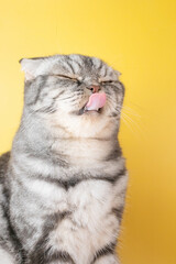 The gray Scottish Fold cat licks its lips amusingly, stuck out its tongue. Cute pet. Yellow background, close-up portrait.