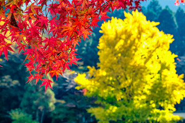 【東京都】御岳渓谷の渓流と紅葉