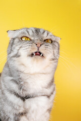A gray Scottish Fold cat looks angrily to the side. The concept of pet aggression, behavior correction of cats.