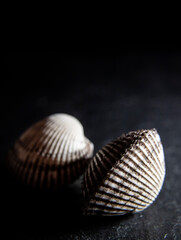seashell