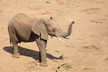Afrikanischer Elefant / African elephant / Loxodonta africana