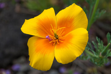 Berggarten - Herrenhäuser Gärten - Hannover	
