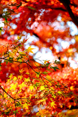 【東京都】御岳渓谷の紅葉