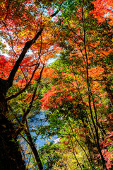 【東京都】御岳渓谷の紅葉