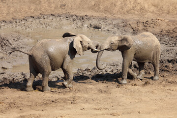 Afrikanischer Elefant im Mphongolo River/ African elephant in Mphongolo River / Loxodonta africana.