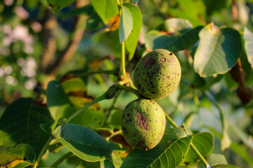 Two green walnuts on a branch with a leaves in the background.