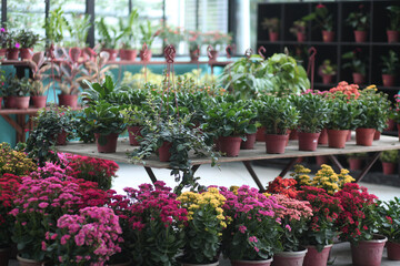Fototapeta na wymiar Blooming flowers inside a plant nursery store.