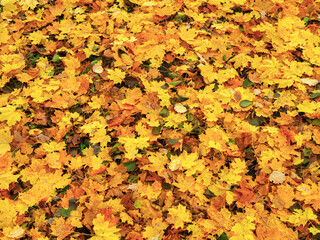 autumn orange leaves