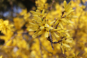 Yellow blooming Forsythia flowers in spring close up. It is an ornamental deciduous shrub of garden origin. Border forsythia is an ornamental deciduous shrub of garden origin.