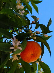 Mandarin orange fruit with flowers and leaves and sky in the background