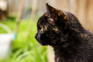 black cat. The cat looks to the side. Close-up of a cat's head in profile