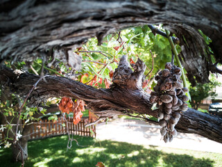 Tronco y rama de parra con un racimo de uvas, Vista de frente y de cerca