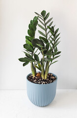 Zamioculcas Zamiifolia plant in blue flower pot stand white surface on a light background. Modern houseplants with Zamioculcas plant, minimal creative home decor concept. 