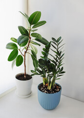 Ficus Elastica and Zamioculcas Zamiifolia on a white background. Top view. 