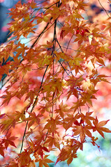 red leaves in autumn